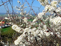 Am 9.4.2017 habe ich auf dem östlichen Langenberg (mit Blick auf Harlingerode und den Harly) eine Hummel nach ihrem Landeanflug auf die tolle Blütenpracht einer Buschreihe bei ihrer Nahrungssuche beobachtet. Sie ließ sich nicht stören
